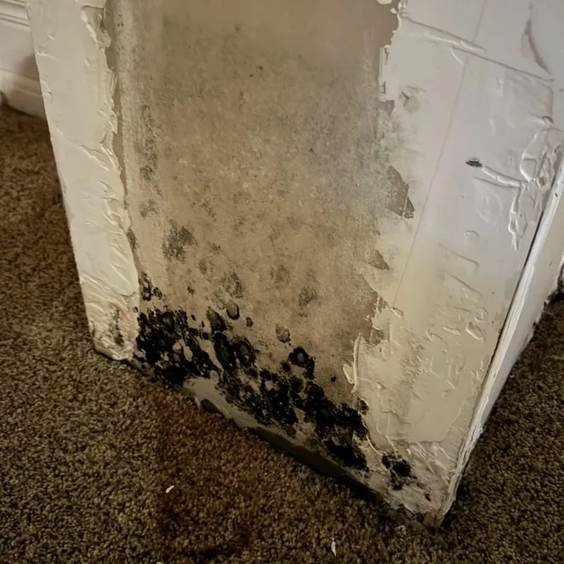 Professional Mold Removal in Douglas County, OR